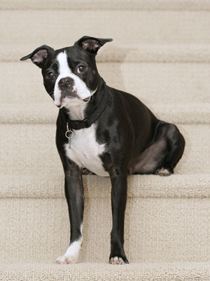 boston terrier miniature